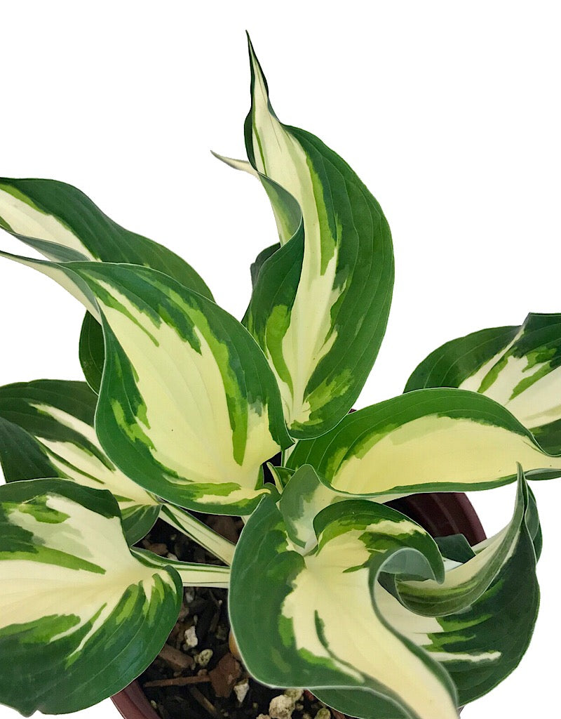Hosta 'Loyalist' 1 Gallon