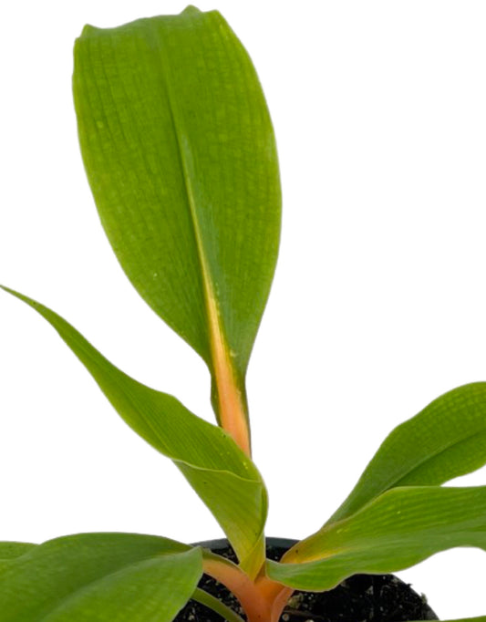 Chlorophytum orchidastrum Quart - The Garden Corner