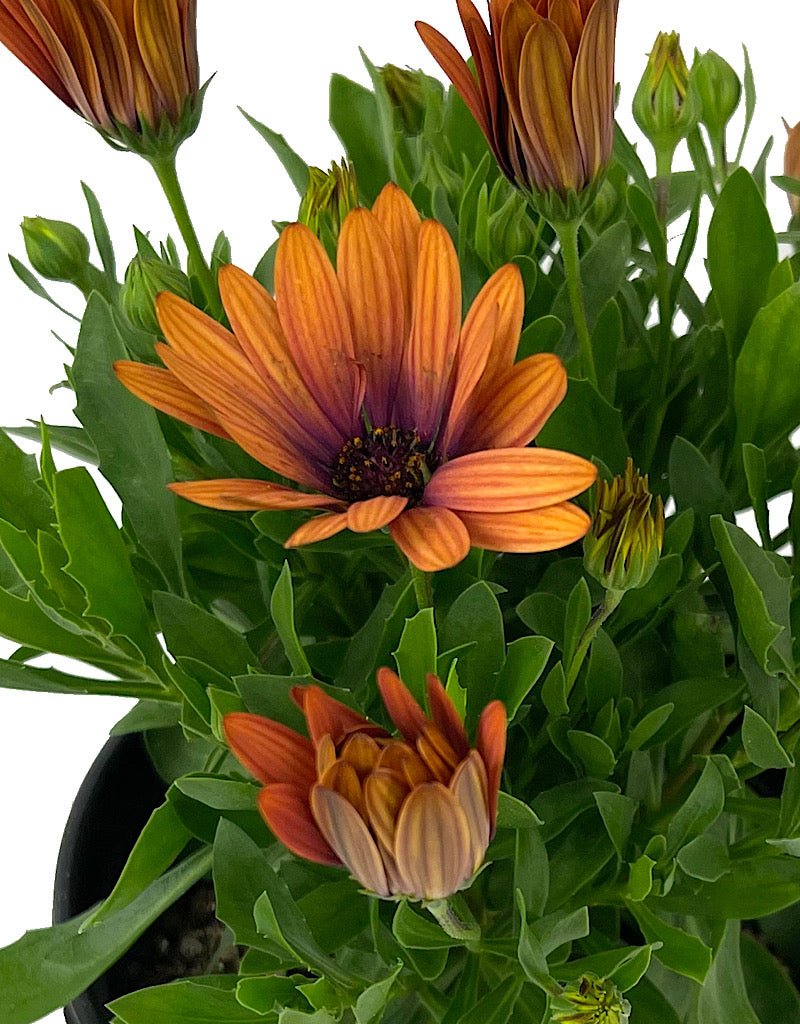 Osteospermum 'Serenity Bronze' 1 Gallon - The Garden Corner