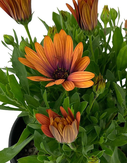 Osteospermum 'Serenity Bronze' 1 Gallon - The Garden Corner