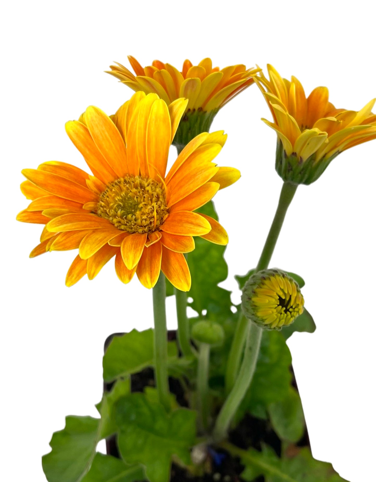 Gerbera garvinea 'Sweet Caroline' - The Garden Corner