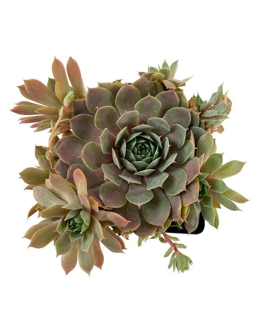 Sempervivum 'Chick Charm Plum Parfait' - The Garden Corner