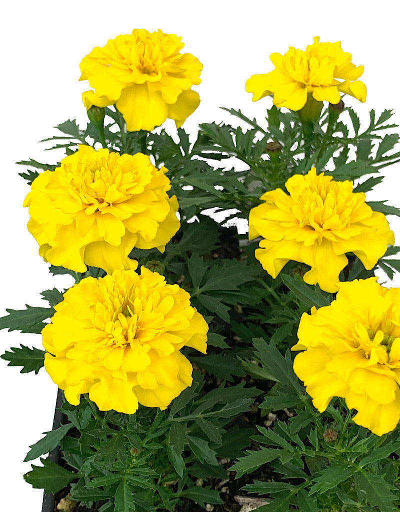 Marigold 'Bonanza Yellow'