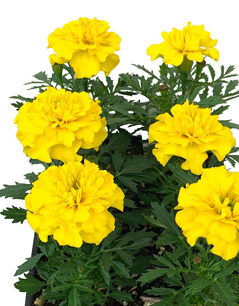 Marigold 'Bonanza Yellow' - The Garden Corner