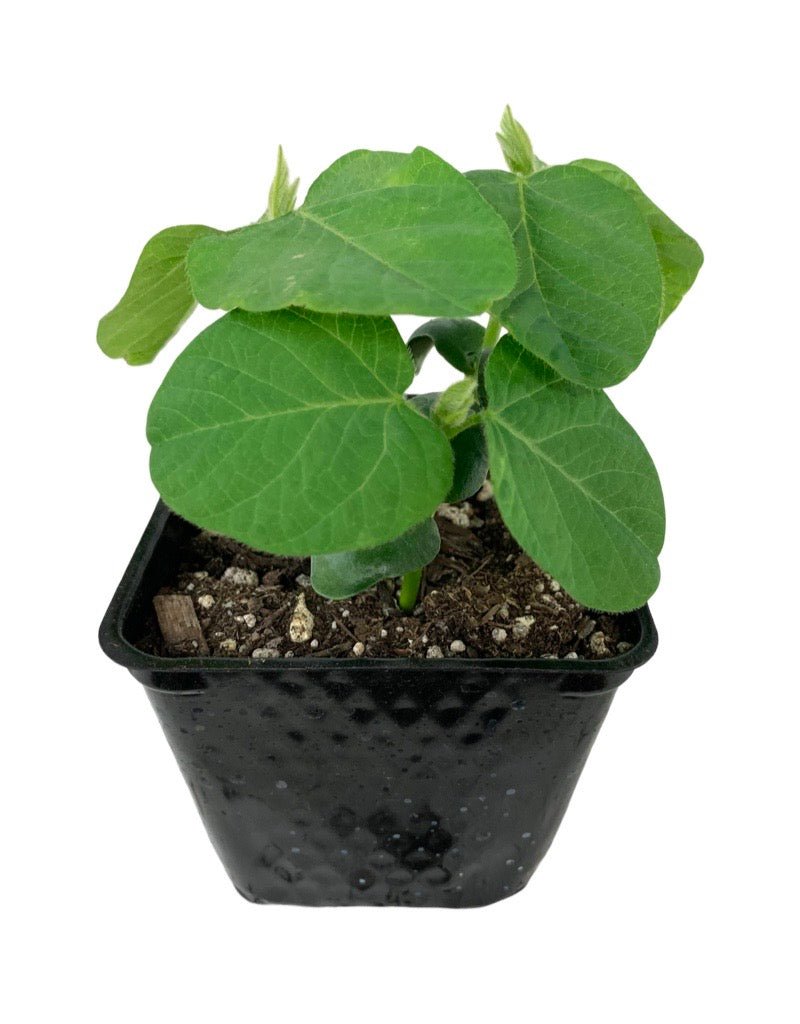 Bean 'Soybean - Edamame' - The Garden Corner