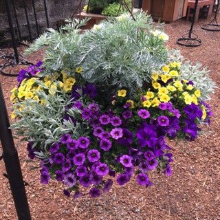 GC Exclusive 24 - The Garden Corner