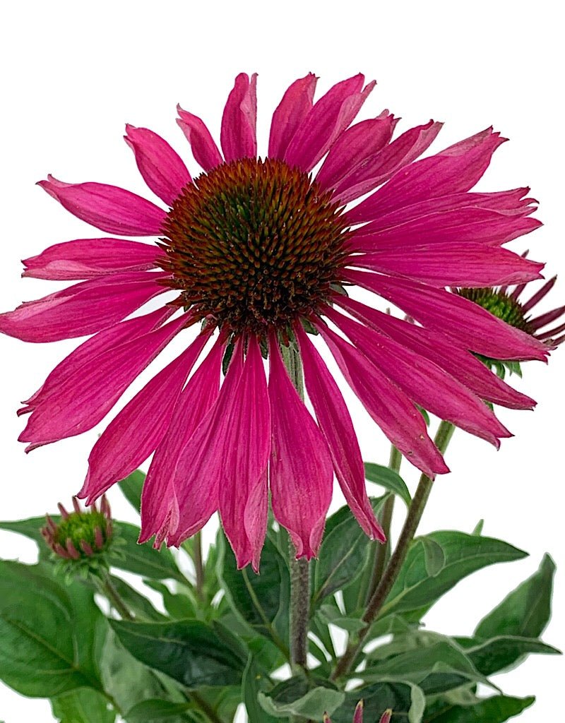 Echinacea 'Kismet Raspberry' Quart - The Garden Corner