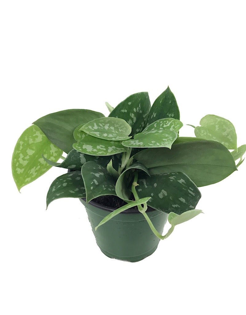 Scindapsus pictus 'Argyraeus' - House Plants