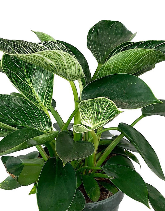 Philodendron 'Birkin' - The Garden Corner