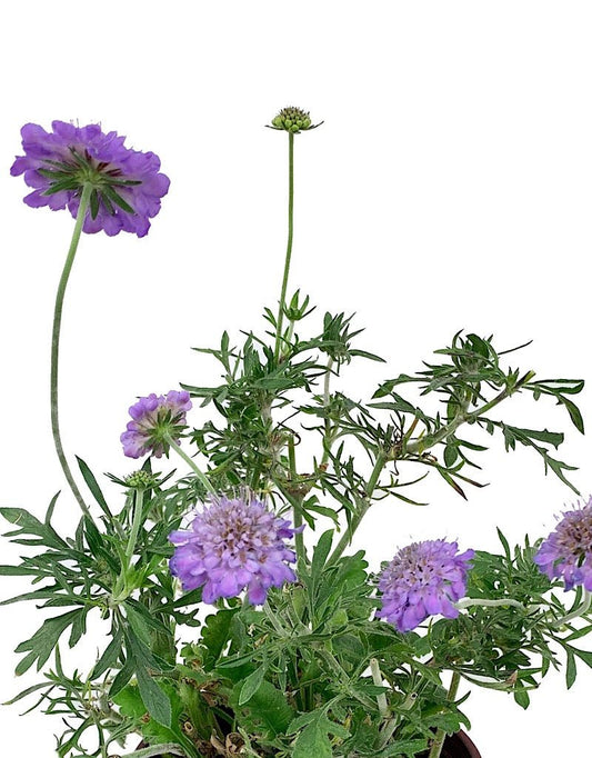 Scabiosa columbaria 'Butterfly Blue' - The Garden Corner