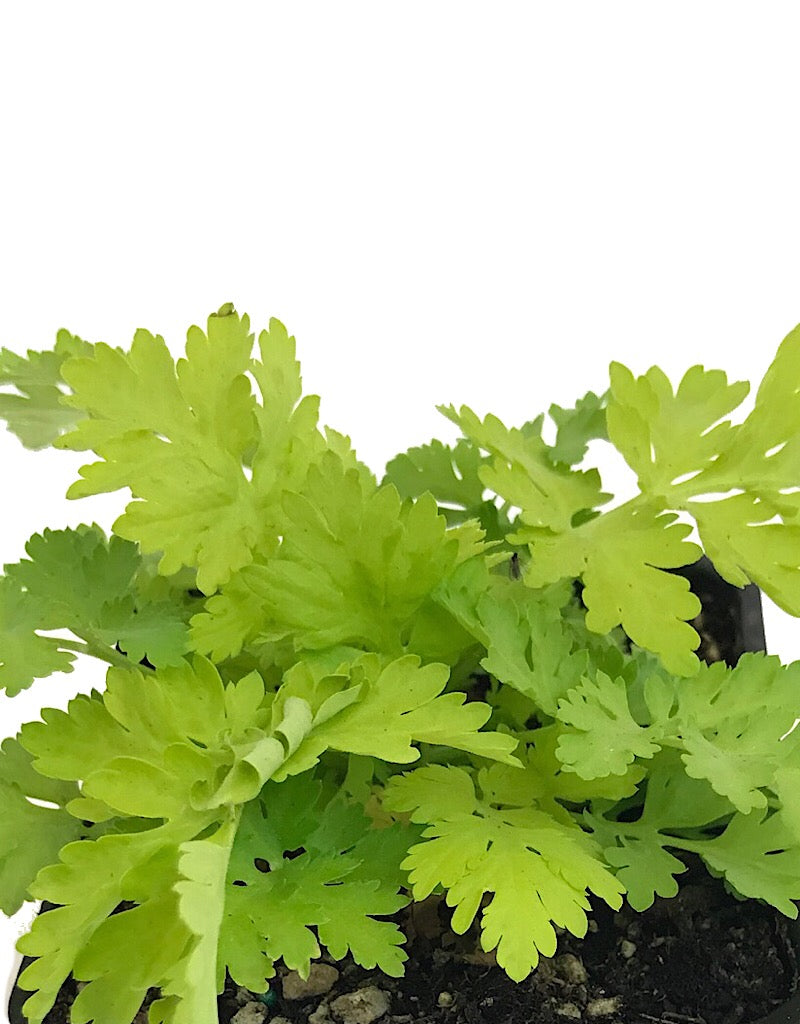 Tanacetum parthenium 'Aureum'