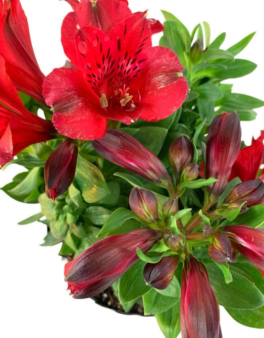 Alstroemeria 'Inca Bandit' - The Garden Corner