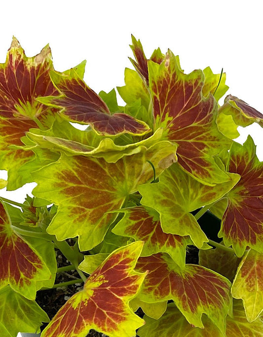 Geranium Fancy Leaf 'Vancouver Centennial' - The Garden Corner