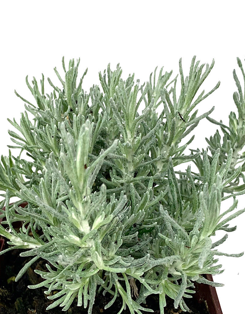 Helichrysum italicum 'Dwarf' 4 inch