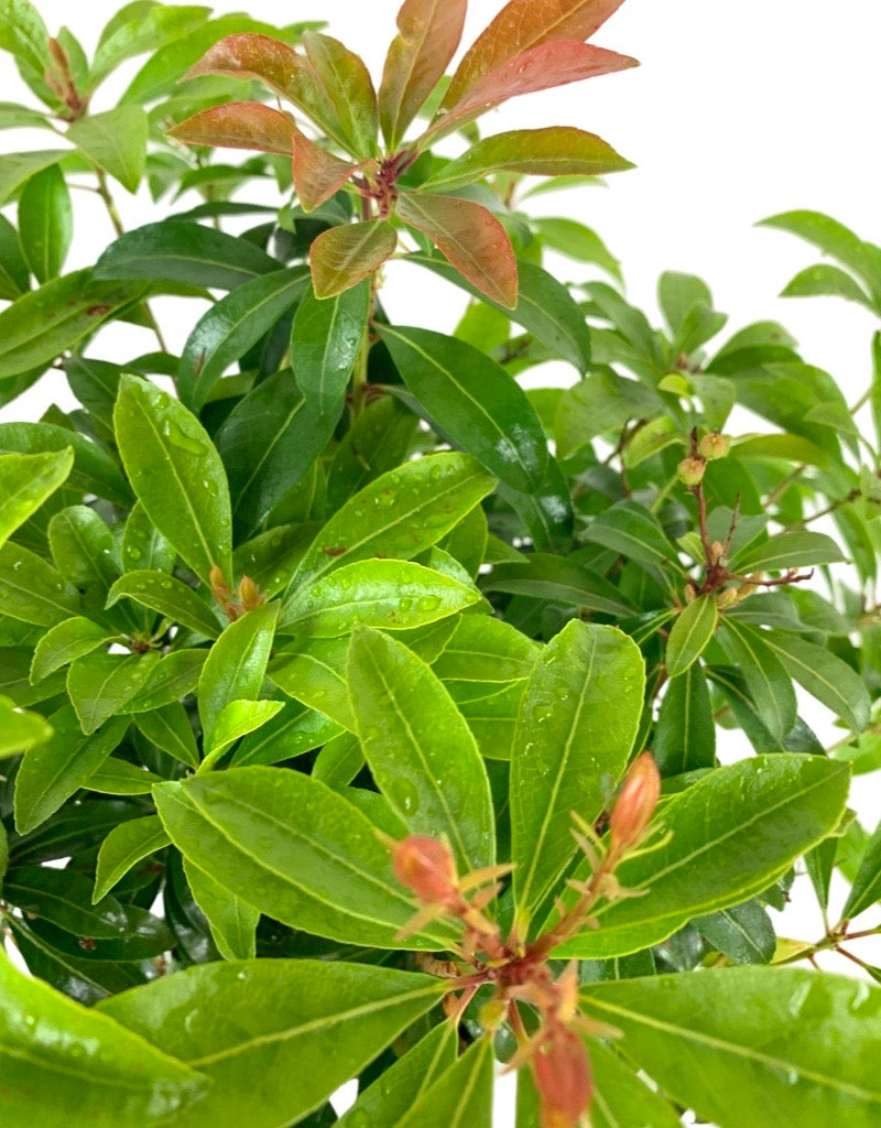 Pieris japonica 'Enchanted Forest Impish Elf'
