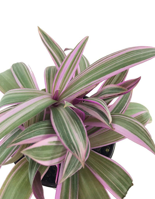 Rhoeo s. 'Tricolor' - 4 inch - The Garden Corner