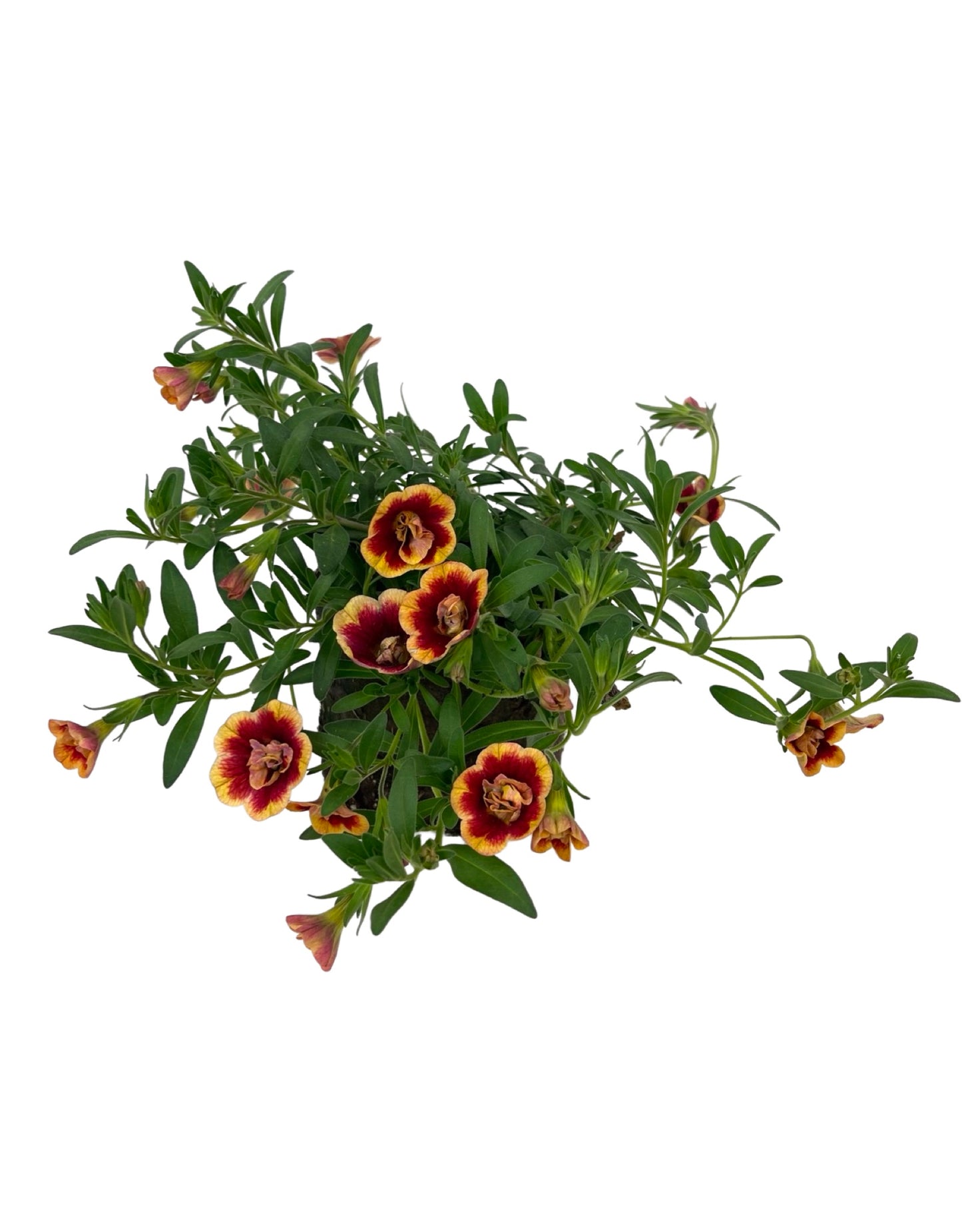 Calibrachoa 'Minifamous Neo Double Orangetastic