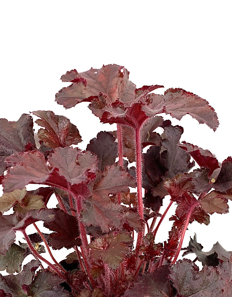 Heuchera micrantha 'Melting Fire'