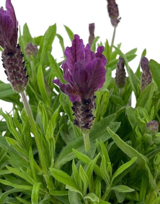 Lavandula stoechas 'Primavera' - The Garden Corner