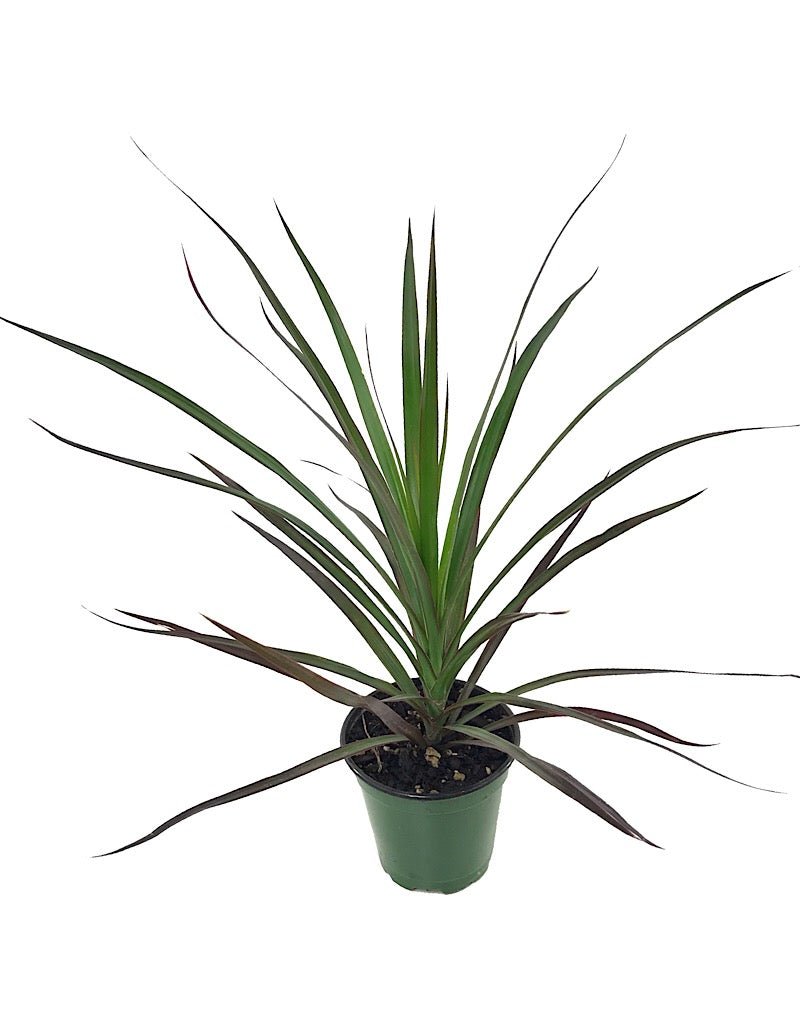 Dracaena marginata 'Magenta' - House Plants