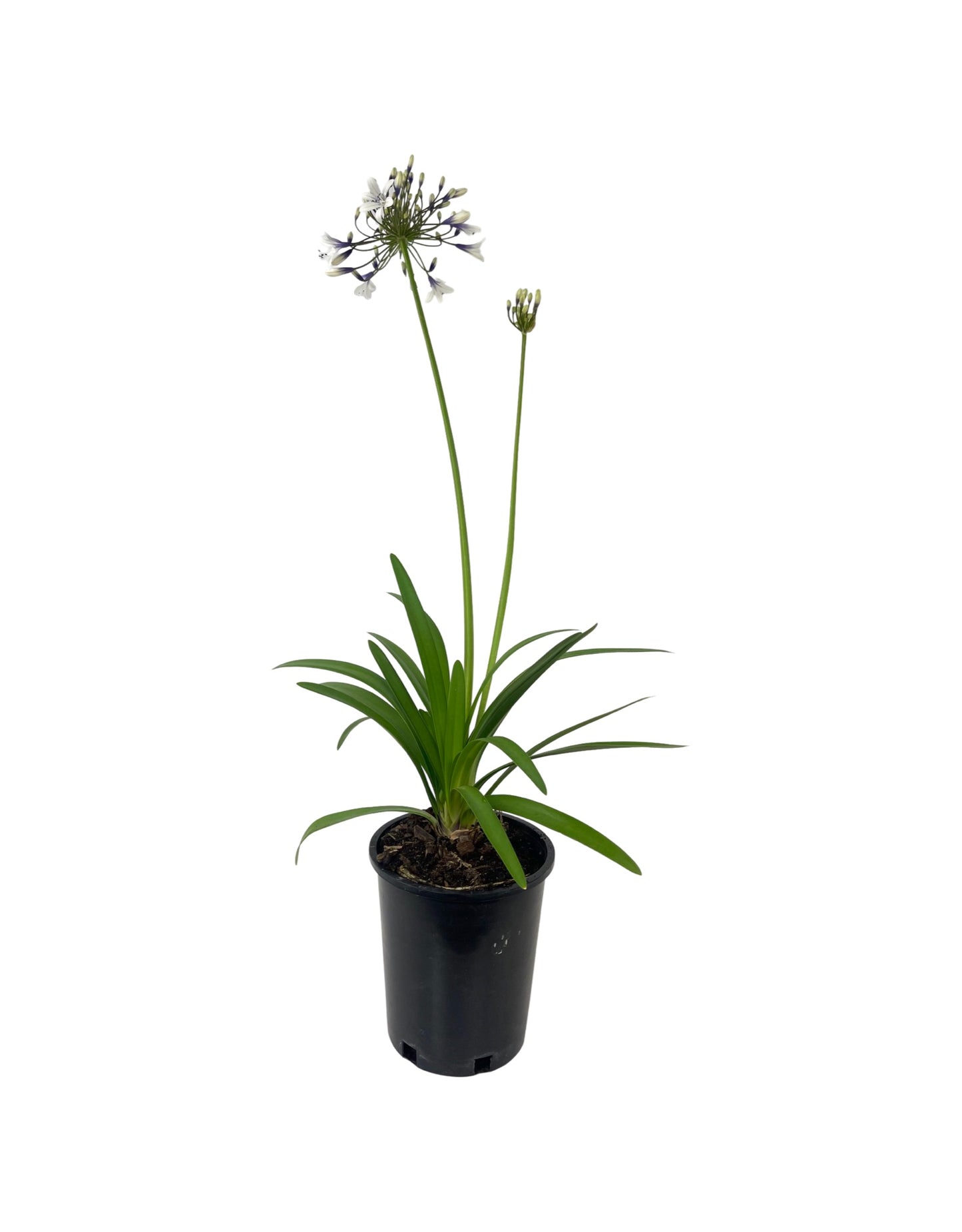 Agapanthus x 'Fireworks'