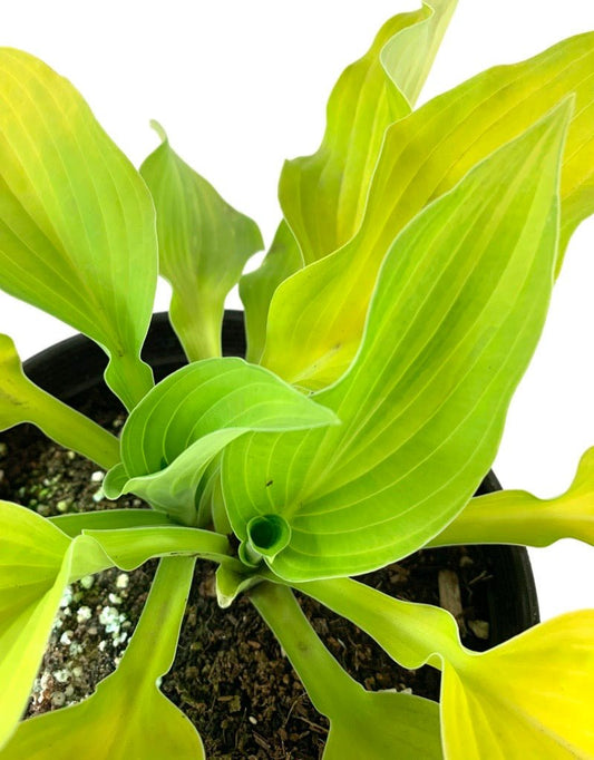 Hosta 'Gold Standard' 1 Gallon - The Garden Corner