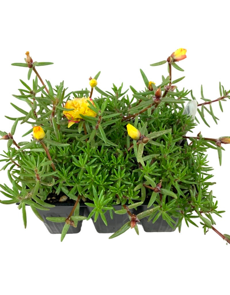 Portulaca 'Yellow' Jumbo Traypack