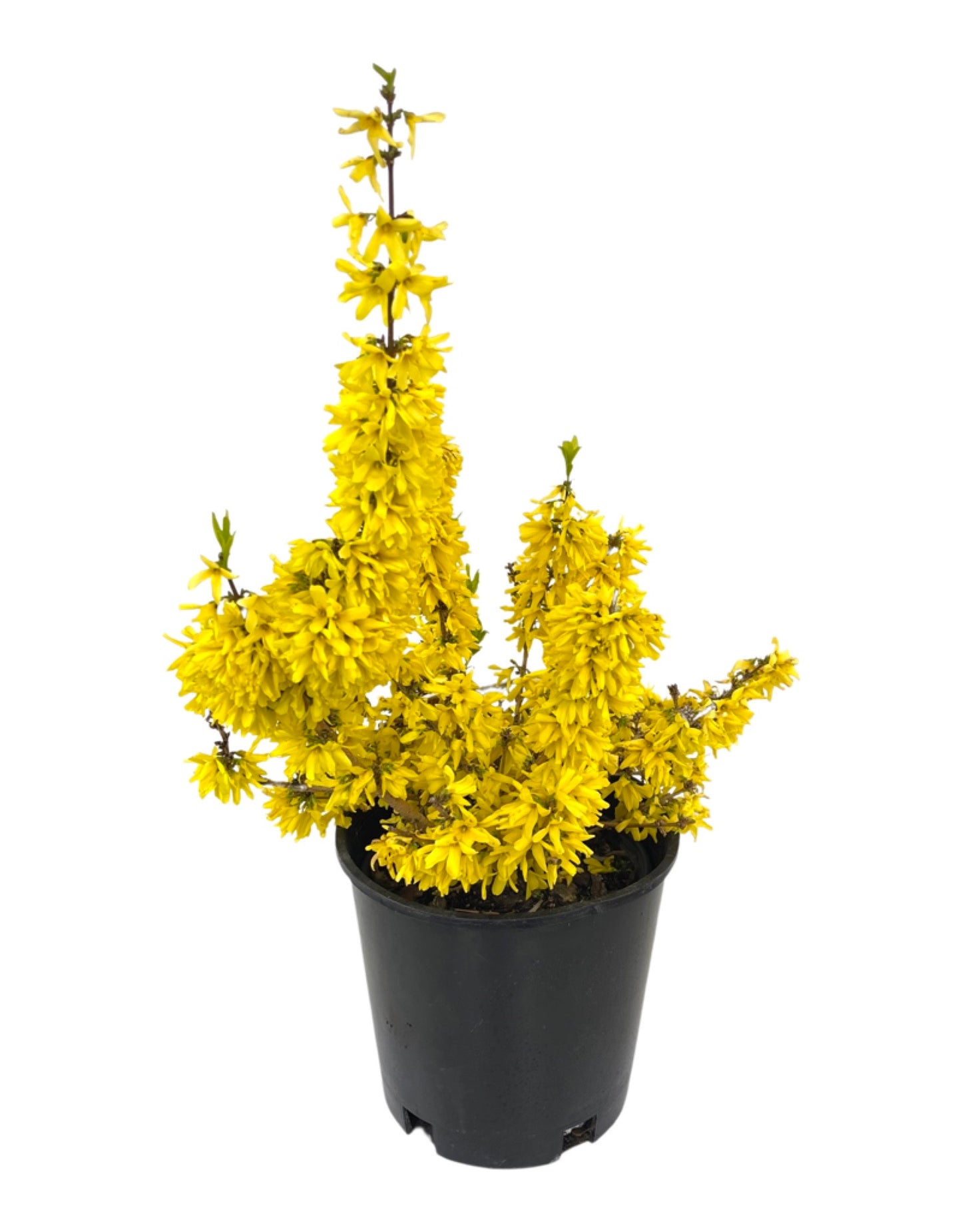 Forsythia x intermedia 'Minfor6' - Shrubs