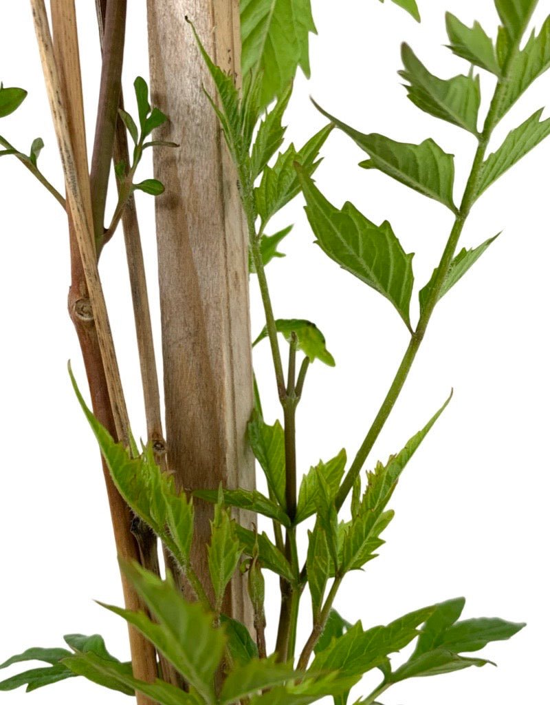 Campsis radicans 'Flamenco' - The Garden Corner