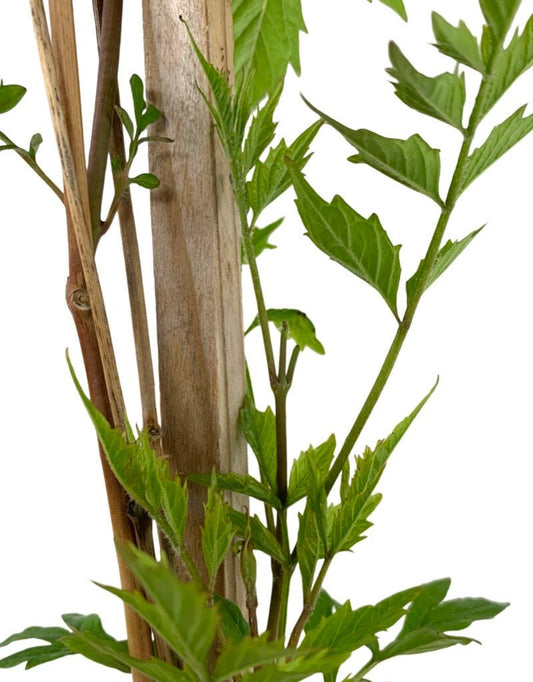 Campsis radicans 'Flamenco' - The Garden Corner