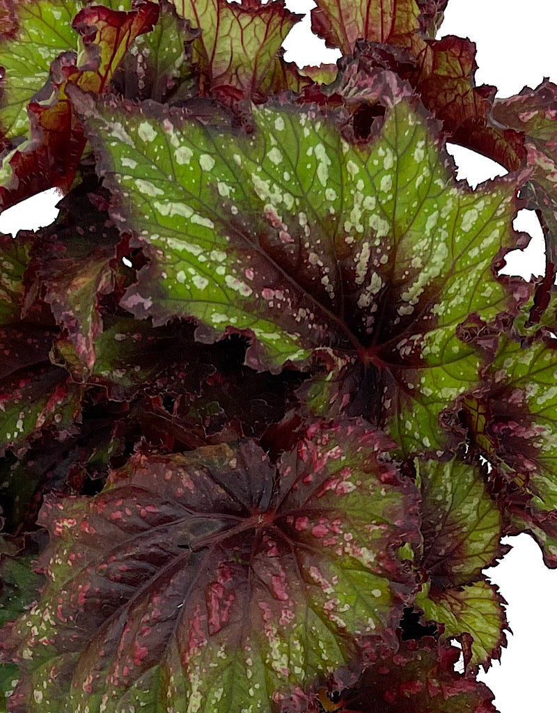 Begonia 'T-Rex Painter s Palette' 6 Inch