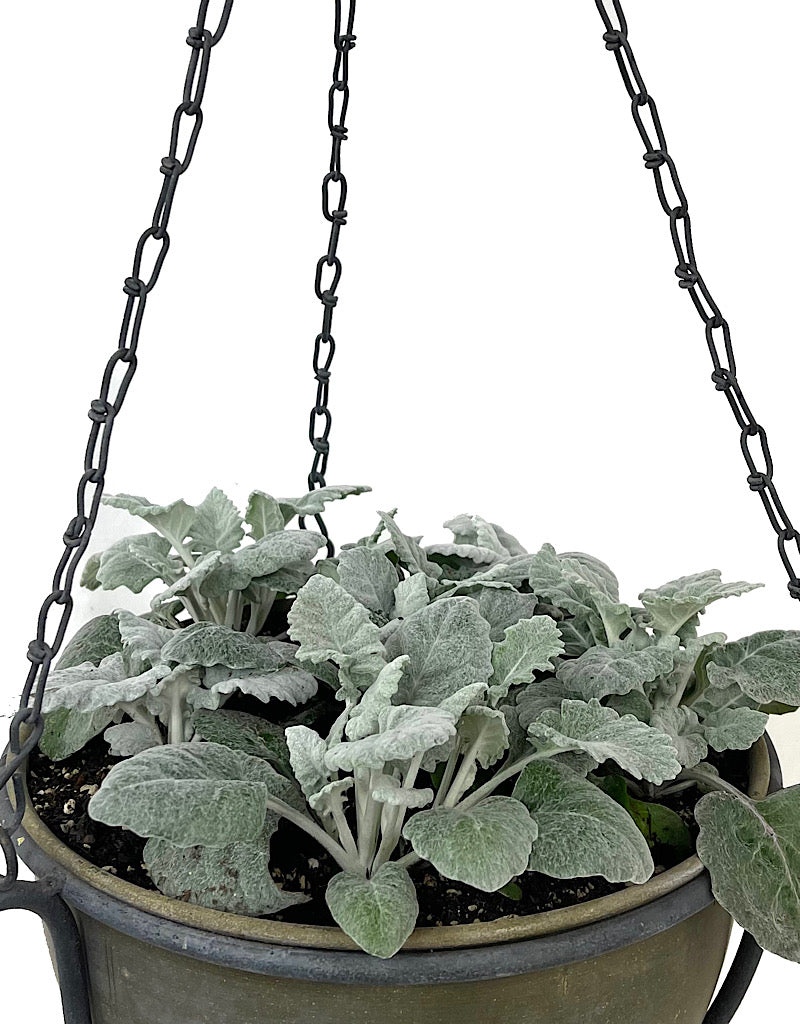 Hanging Garden 52
