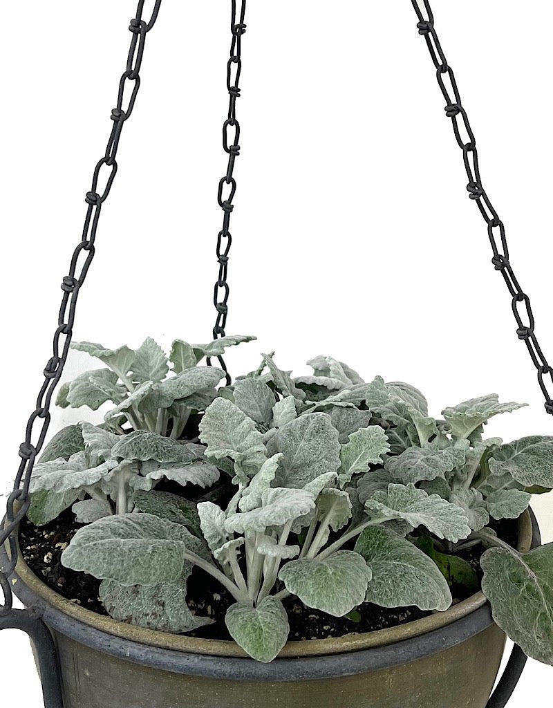 Hanging Garden 52 - The Garden Corner