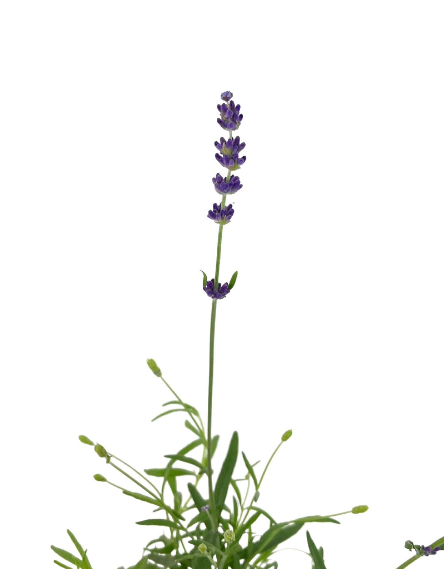 Lavandula 'Violet Intrigue' 1 Gallon - The Garden Corner