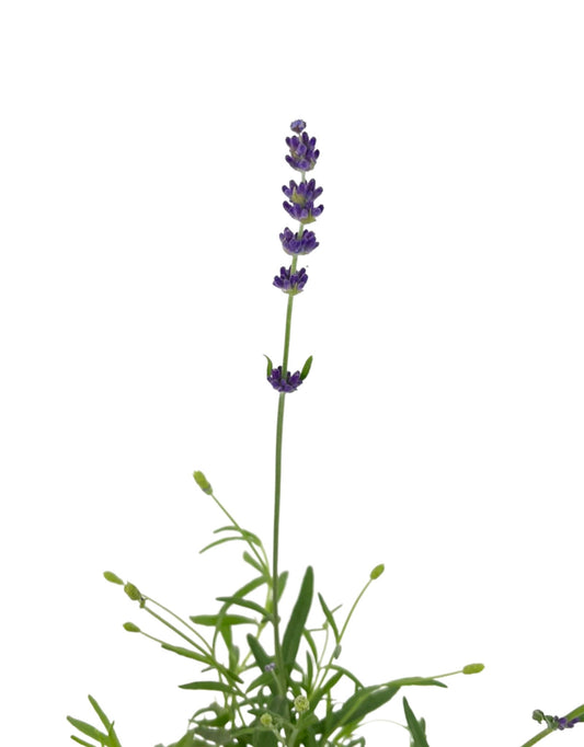 Lavandula 'Violet Intrigue' 1 Gallon - The Garden Corner