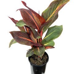 Canna x generalis 'Durban' - The Garden Corner