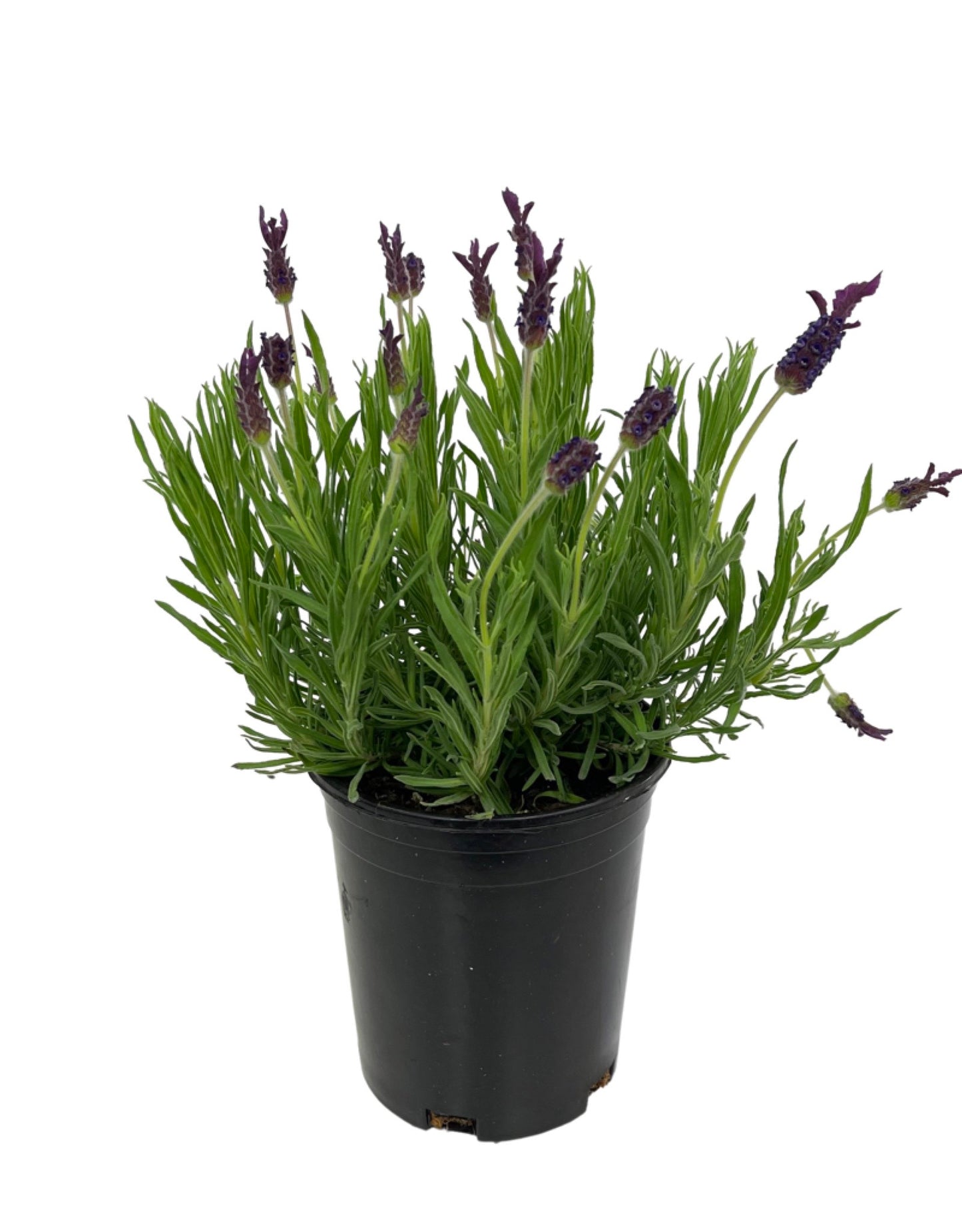 Lavandula stoechas 'Helmsdale' - Perennials