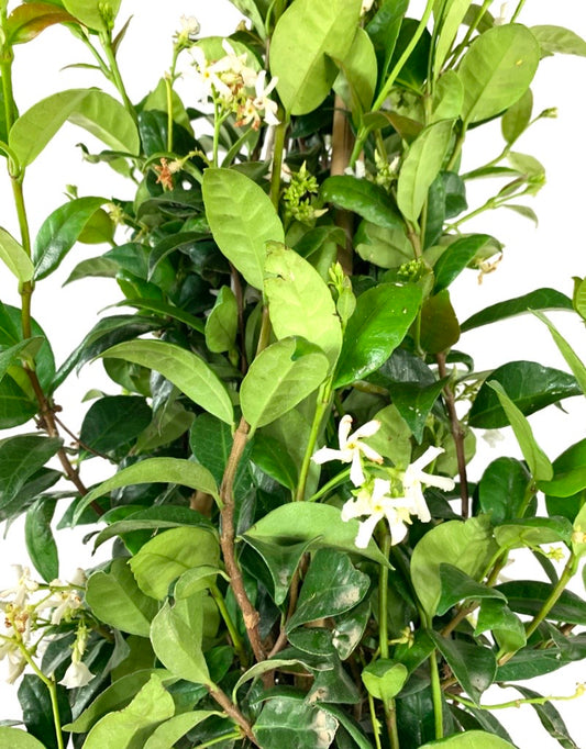 Trachelospermum jasminoides 5 Gallon Staked - Shrubs