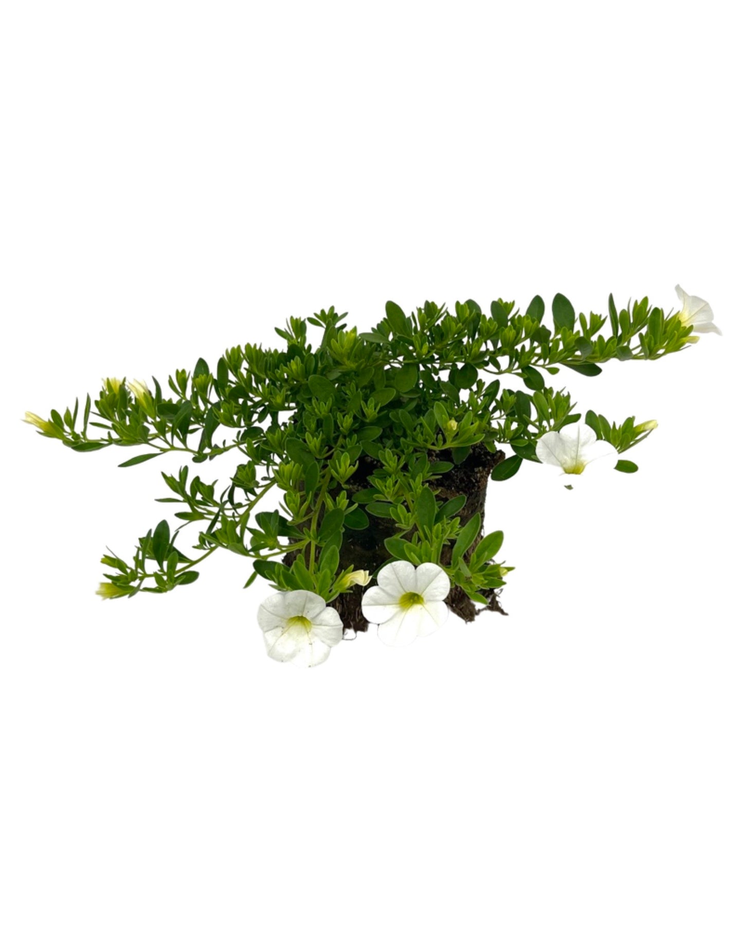Calibrachoa 'Callie White Improved' - Annuals