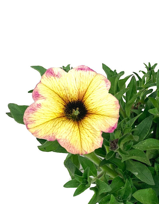 Petchoa Supercal French Vanilla 4 Inch - The Garden Corner