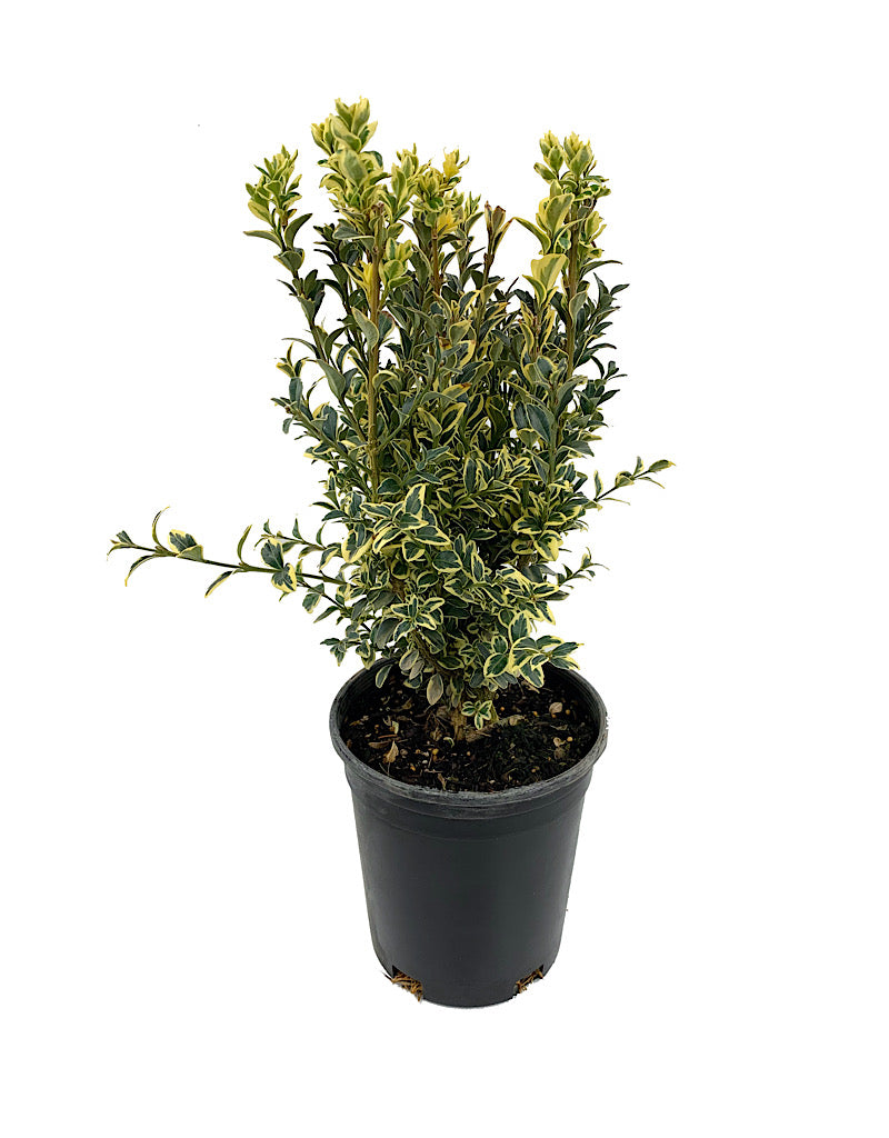 Buxus sempervirens 'Aureo variegata' 1 Gal