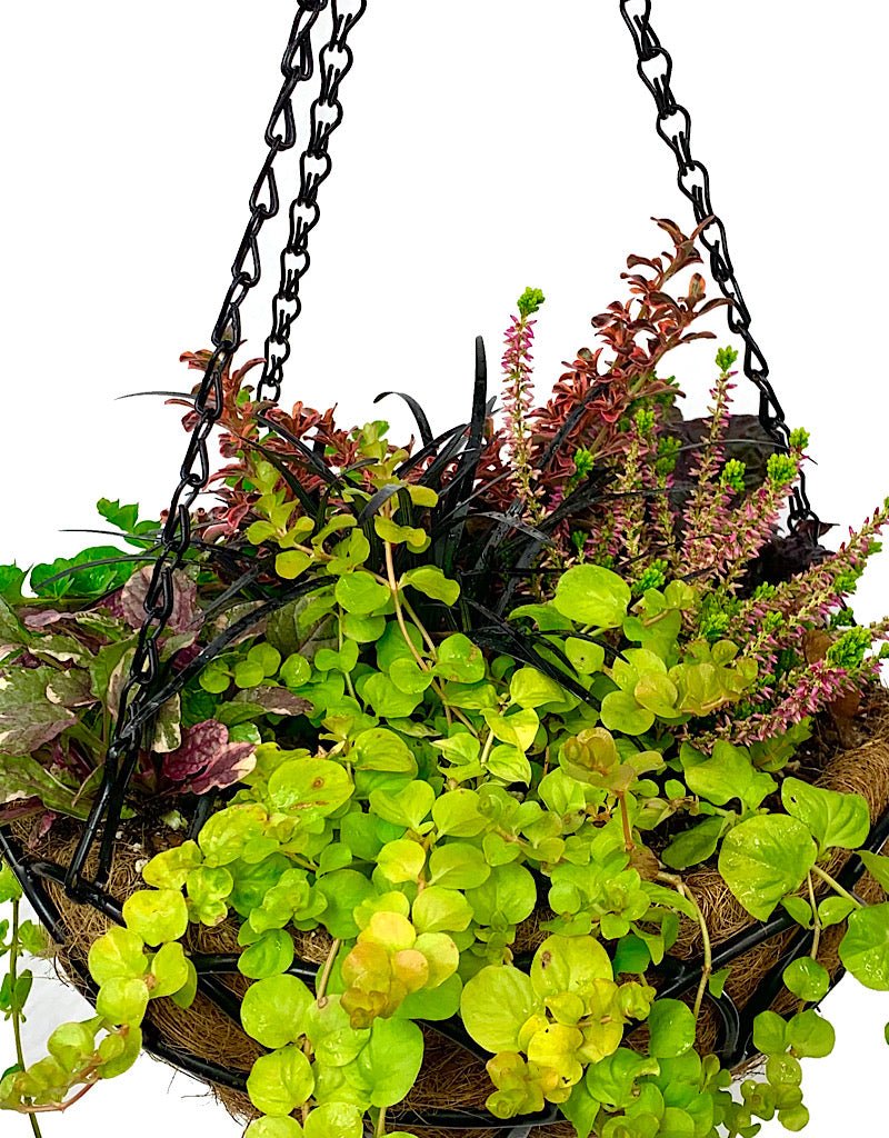 Hanging Garden 46 - The Garden Corner