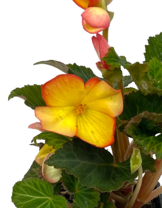Begonia 'Nonstop Fire' - The Garden Corner