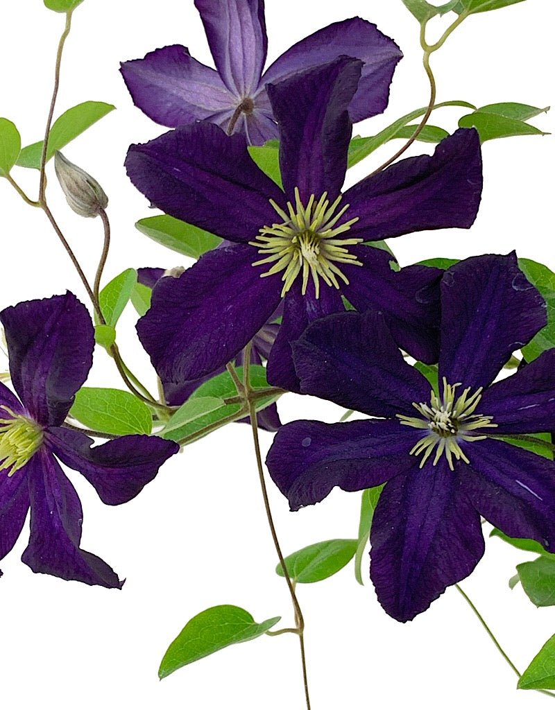 Clematis 'Romantika' 1 gal - The Garden Corner