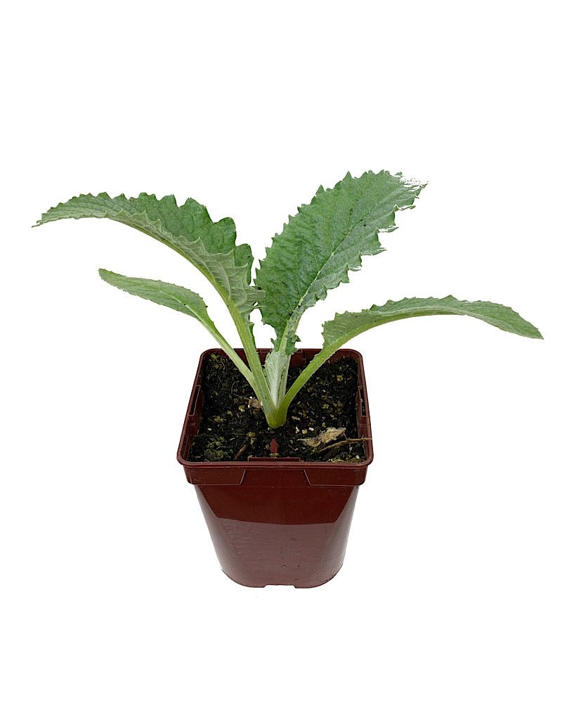 Artichoke 'Green Globe' - Herbs and Vegetables