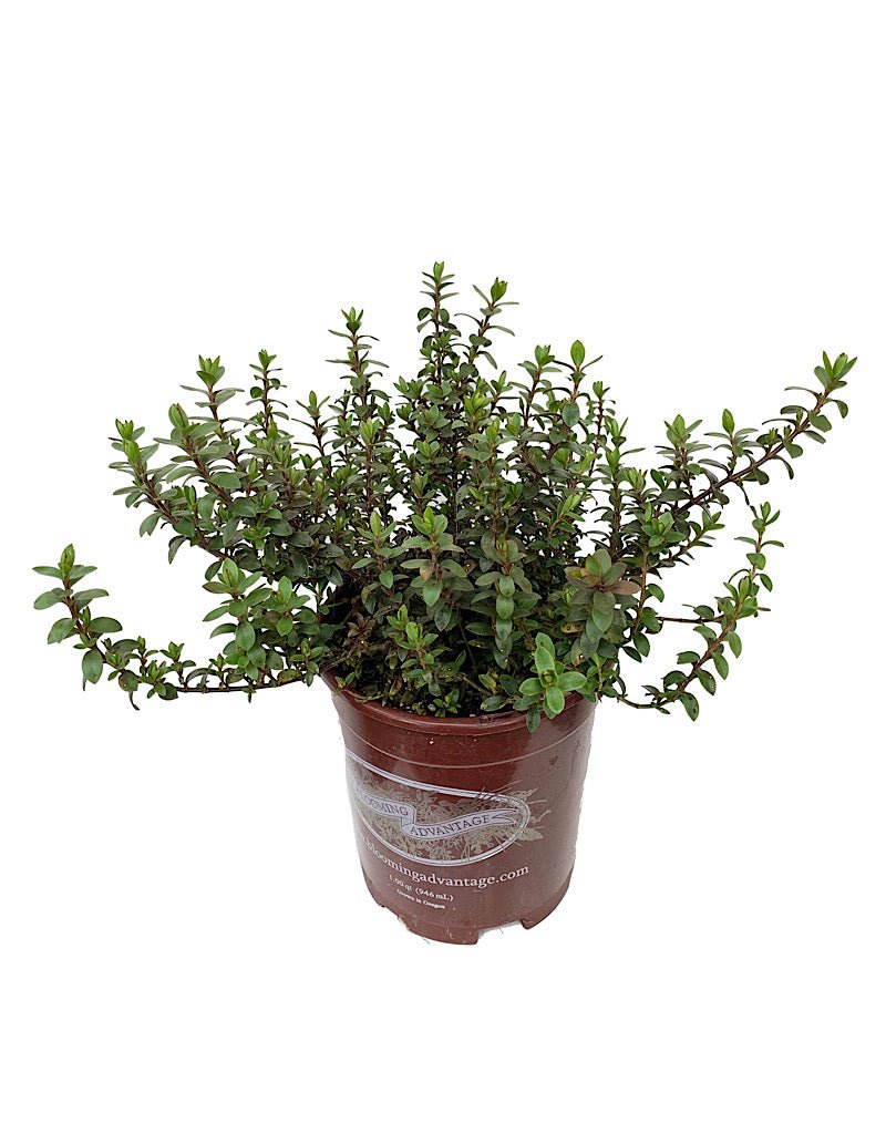 Hebe 'Walter Buccleugh' - The Garden Corner