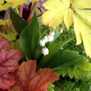 Convallaria majalis