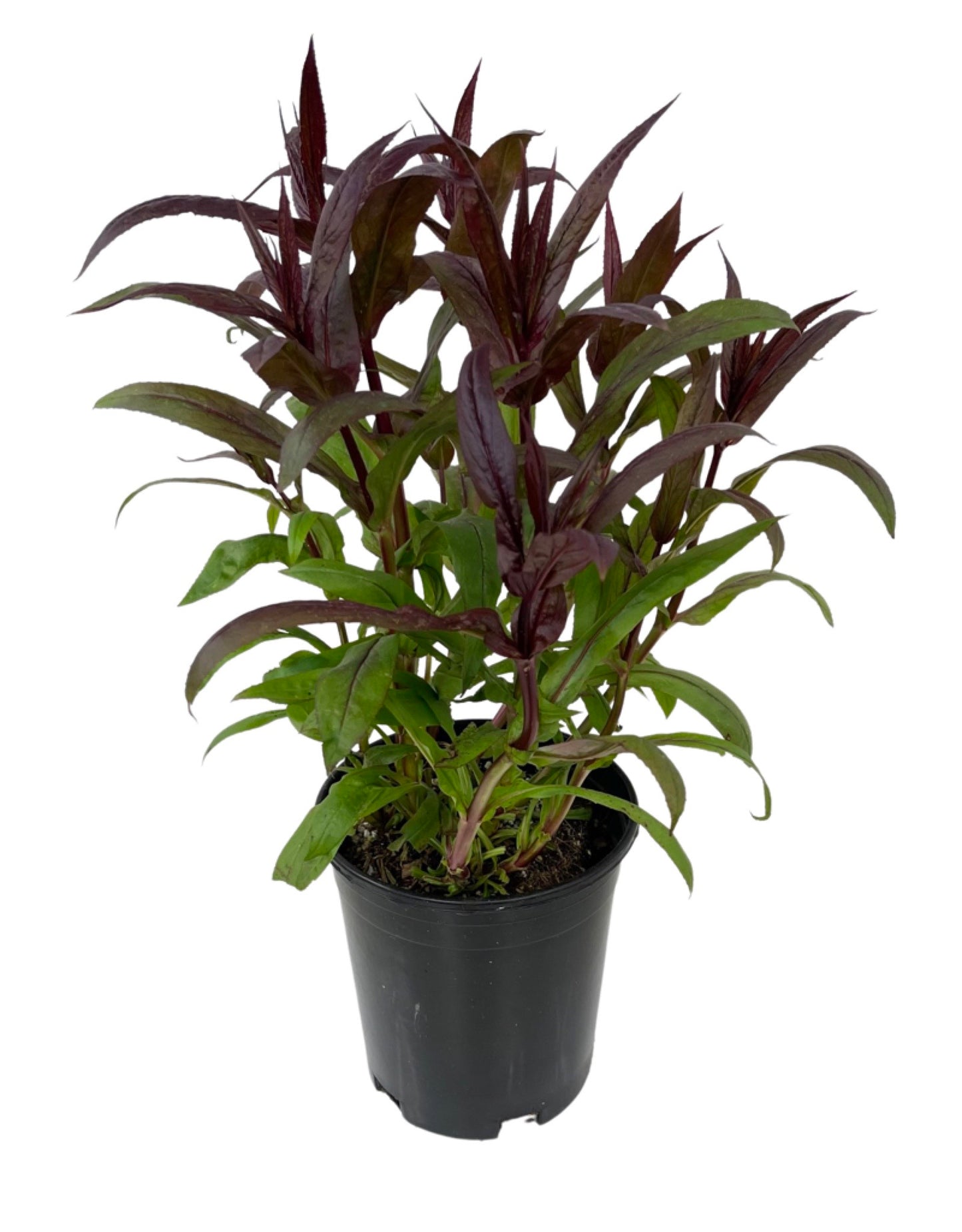 Penstemon 'Pocahontas' 1 Gallon