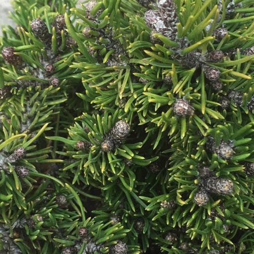 Pinus mugo 'Short Needle' - 4 inch - The Garden Corner