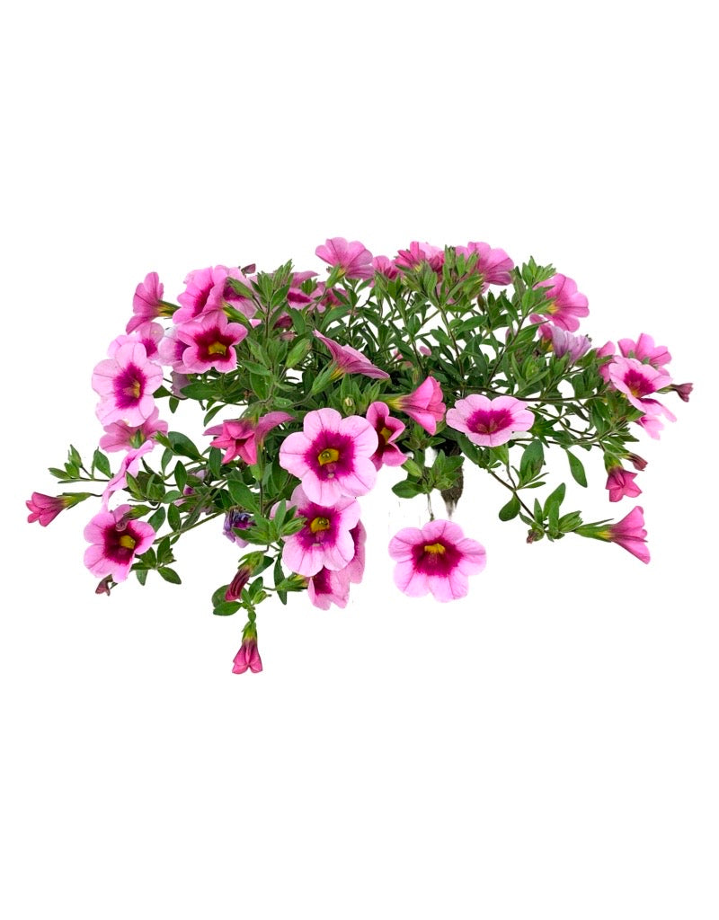 Calibrachoa 'Aloha Kona Tiki Soft Pink'